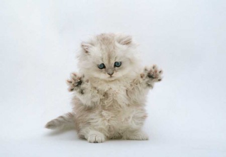 チンチラ男の子20160116