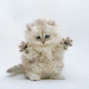 チンチラ男の子20160116